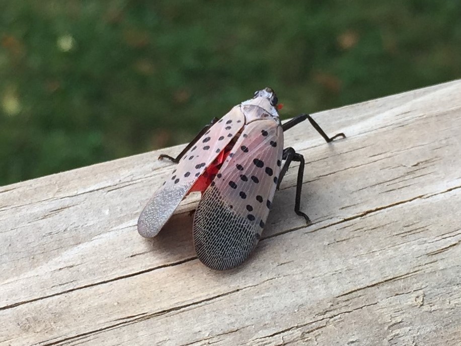 spotted-lantern-fly
